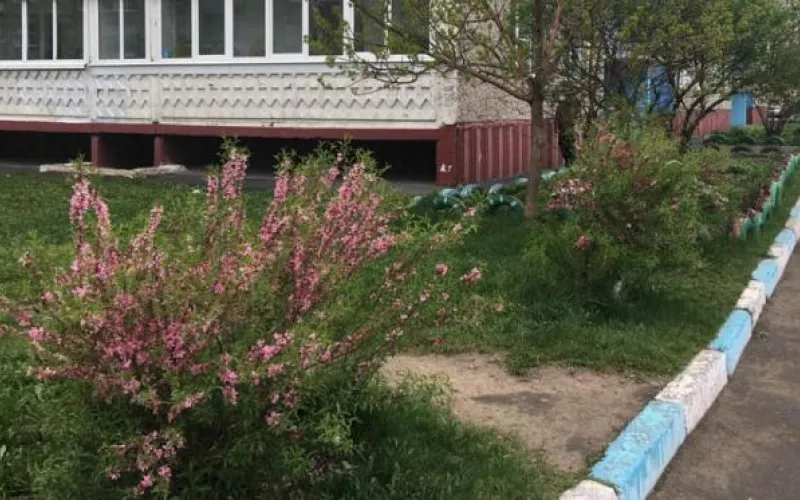 Миндаль высадили в Барнауле 