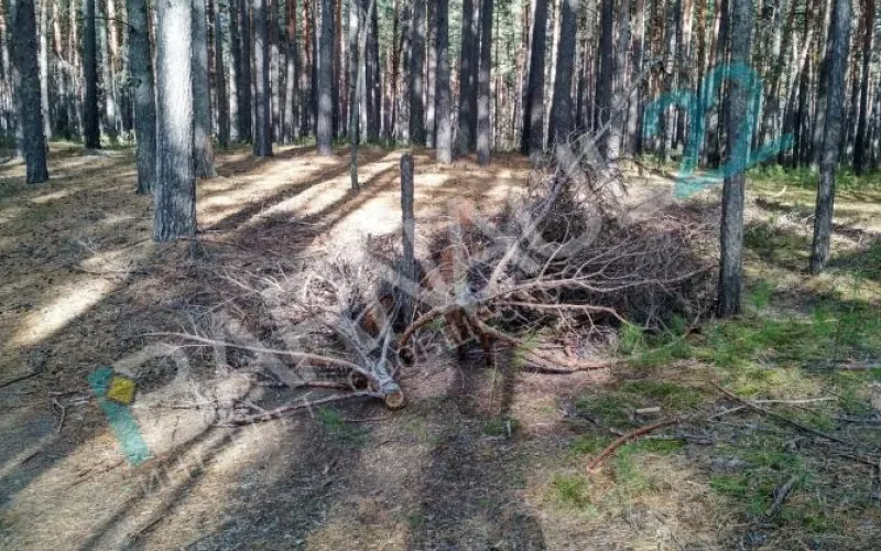 Свалку подсолнечного жмыха в барнаульском лесу ликвидировали