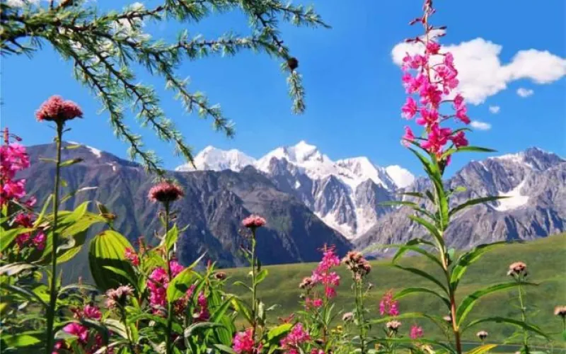 Набор на курсы фитотерапевтов идет в Алтайском крае