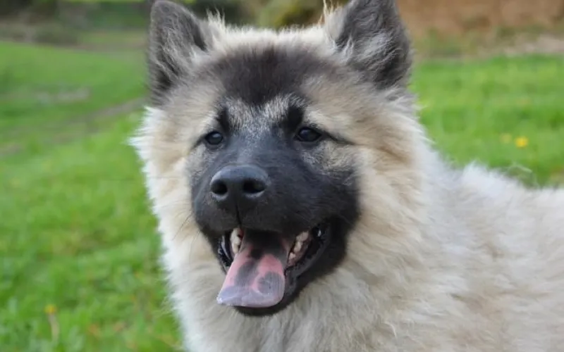 Укус собаки обошелся ее хозяйке в 15 тысяч рублей