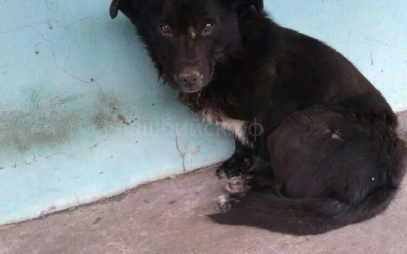 Школьница из Бийска спасла пса от смерти 