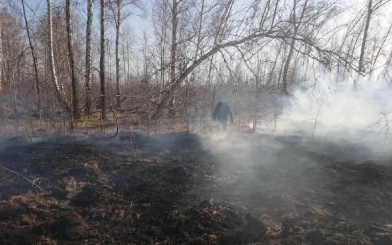Полгектара леса выгорело в Алтайском крае из-за местного жителя 