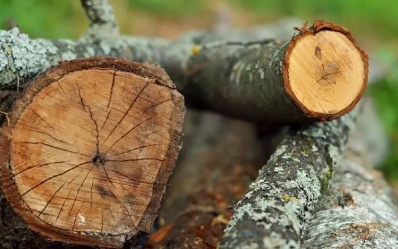Можно и нужно: россиянам разрешили собирать валежник