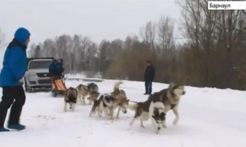 Гонки на собачьих упряжках пройдут в Алтайском крае