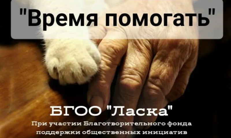 Волонтеры  помогут барнаульским пенсионерам со стерилизацией кошек