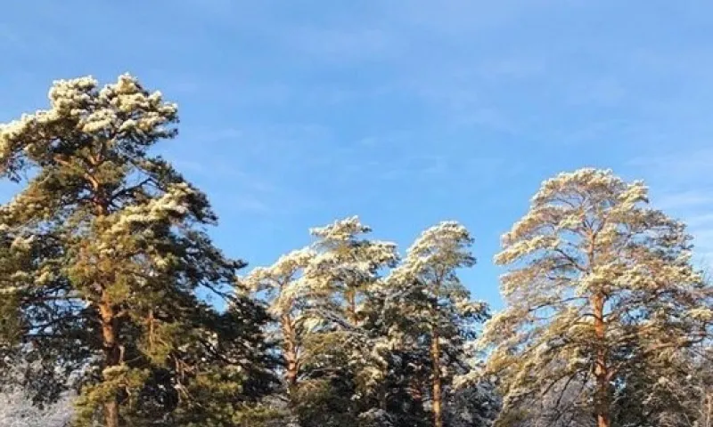 Соцсети: барнаульцы делятся фотографиями заснеженного города
