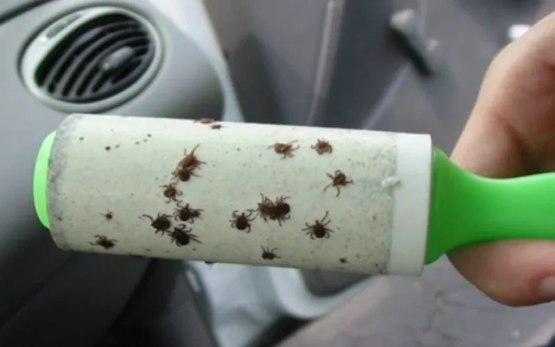 Роспотребнадзор предупреждает о высокой активности клещей в Горном Алтае