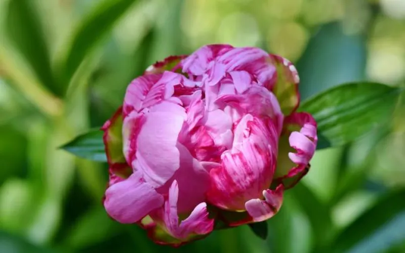 Праздник «Цветение пиона» перенесли в Алтайском крае