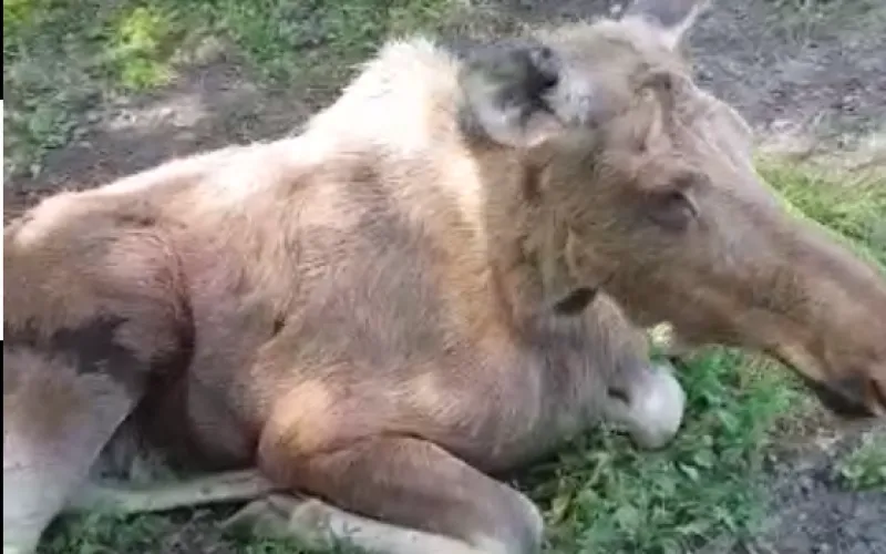 Новое животное поселилось в барнаульском зоопарке 