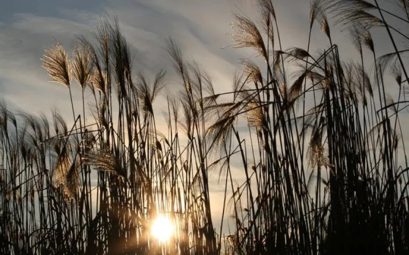 Тепло уходит: о погоде в Алтайском крае 6 октября