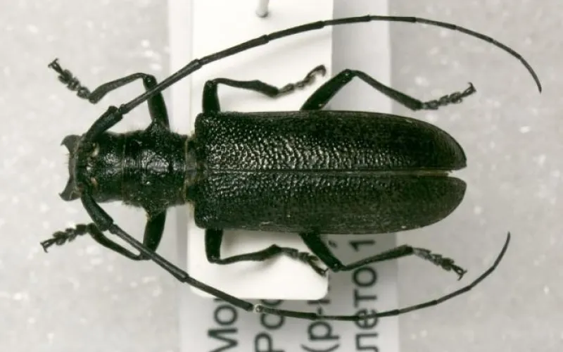 Чёрного соснового усача обнаружили рубцовские таможенники в партии лесоматериалов 