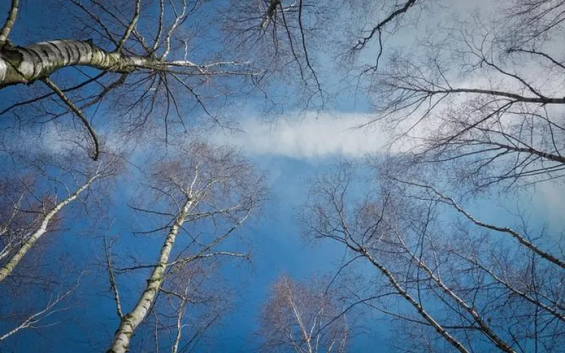 В теплом секторе: о погоде в Алтайском крае 6 апреля