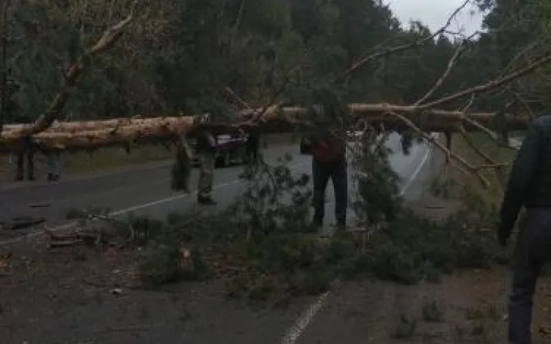 Сломанную ветром сосну убрали с дороги автомобилисты в Бийске 