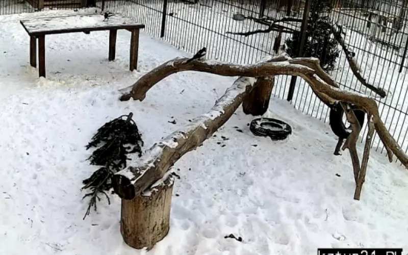 Веб-камеры: сорока своровала завтрак  леопарда в барнаульском зоопарке 