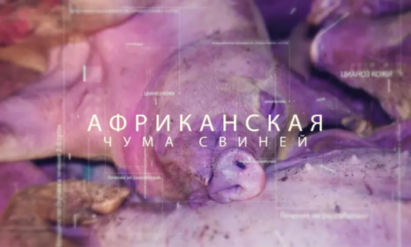 Вспышку африканской чумы свиней зарегистрировали на границе Алтайского края