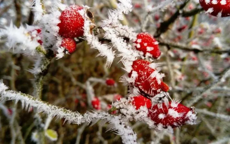 Похолодание и снег придут в Алтайский край
