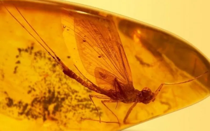 Выставку доисторических насекомых в янтаре открыли в Алтайском крае