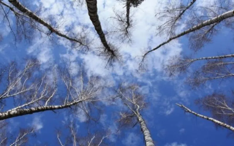 Стало известно, какой будет погода в Алтайском крае в феврале и марте