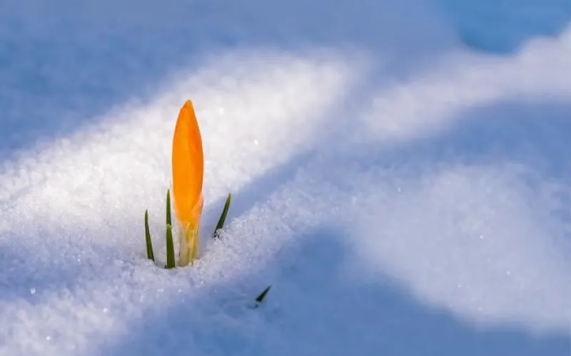 Майский снег укроет районы Алтайского края