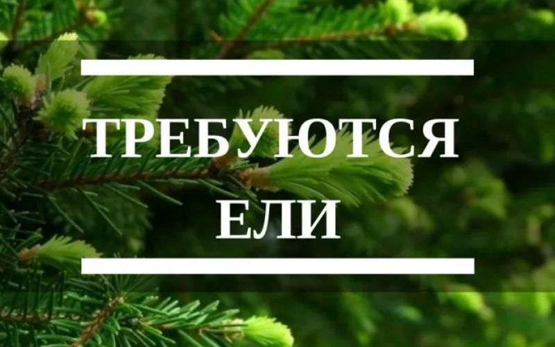 Барнаульцы могут с пользой распорядиться ненужной новогодней елкой