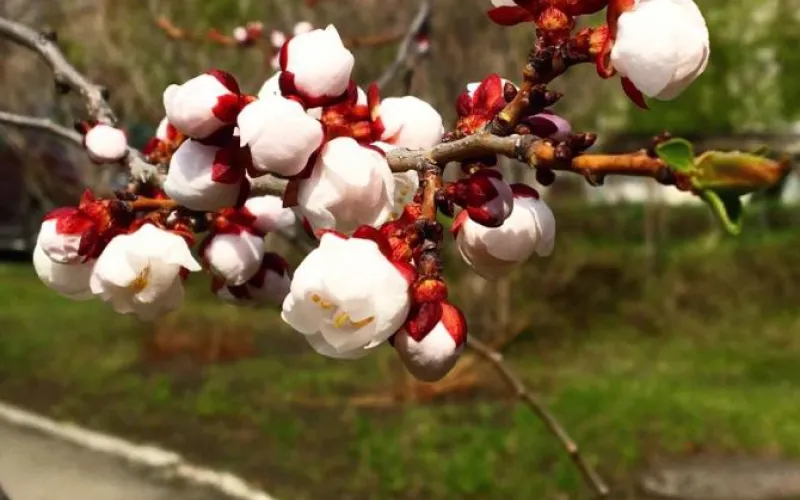 Абрикосовое дерево зацвело в Барнауле
