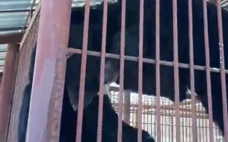 Видео: медведи в барнаульском зоопарке играют в «Царя горы»