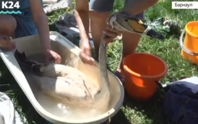 Виновных в истории с попавшими в масло лебедями наказали в Алтайском крае