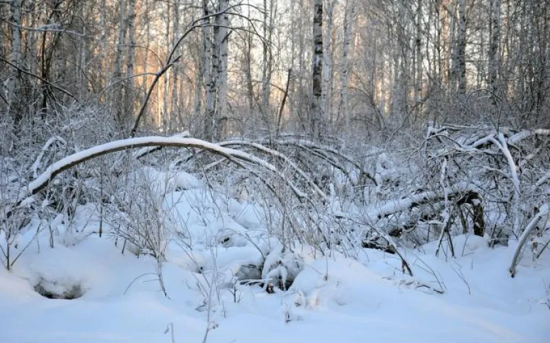 Штормовое предупреждение не снято: о погоде в Алтайском крае на 12 января