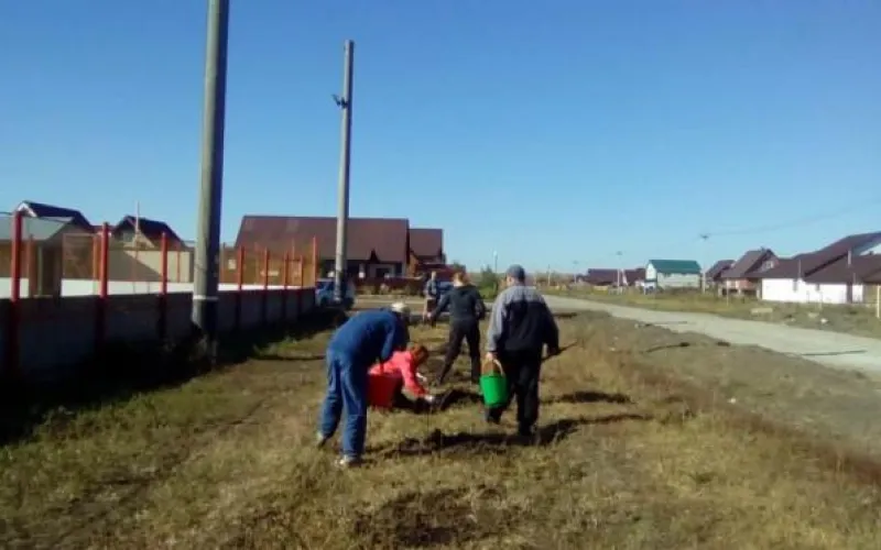 Аллею из лип и рябин высадили в пригороде Барнаула