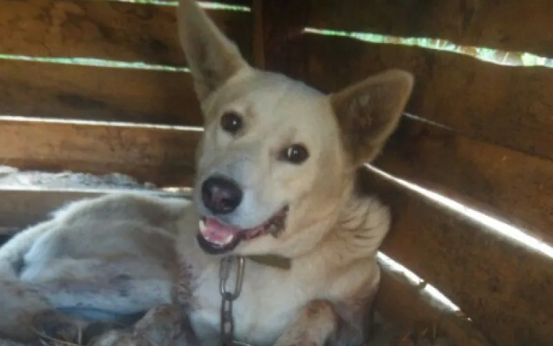Белого не стало: пес, которого спас телеканал «Катунь 24», погиб при пожаре