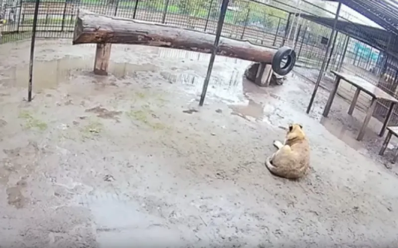 Веб-камеры К24: львица прогулялась под дождём в барнаульском зоопарке 