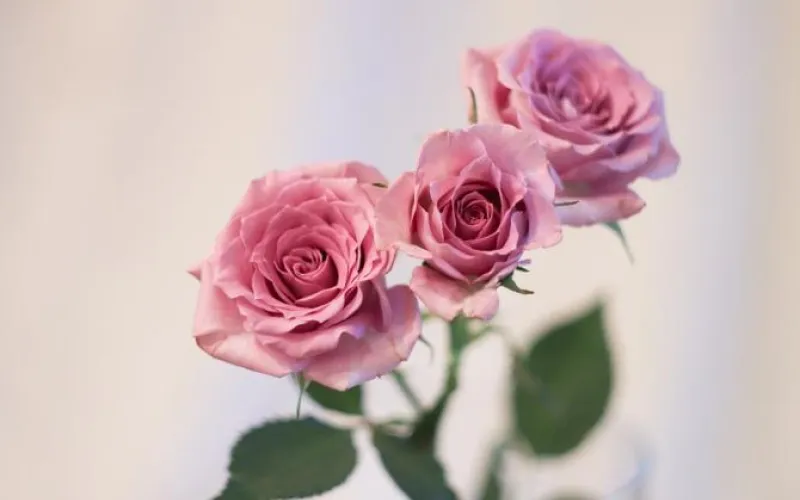 Рассказываем, как правильно выбрать цветы к 8 Марта 