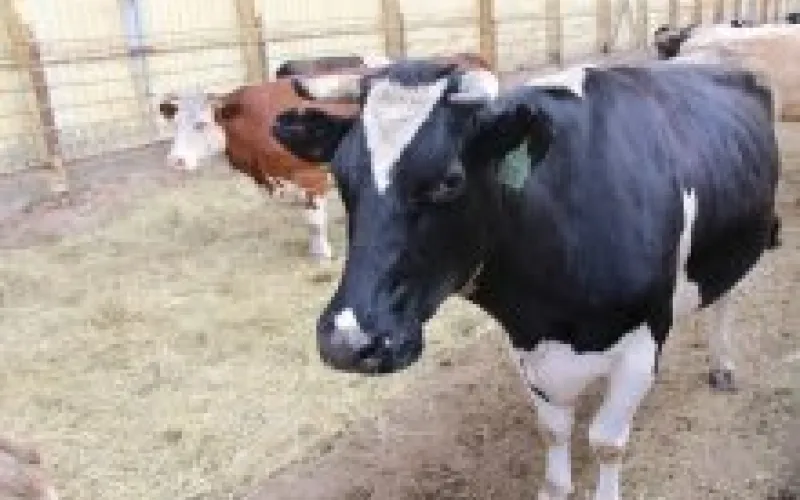 Дойное стадо в Алтайском крае увеличилось на 10%