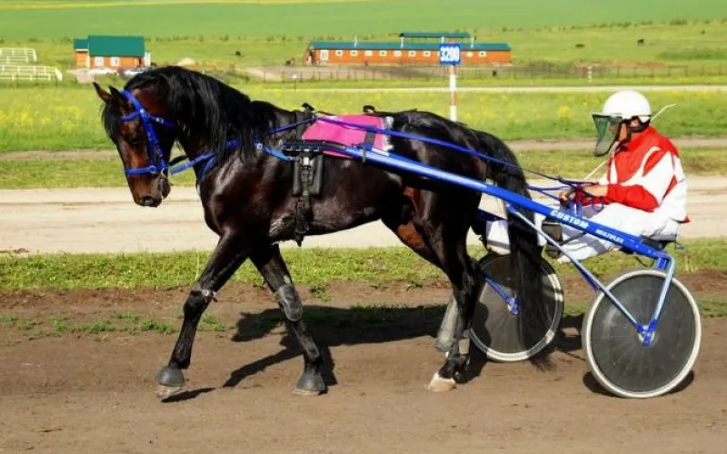 Конноспортивные соревнования «Золото Алтая» пройдут в регионе