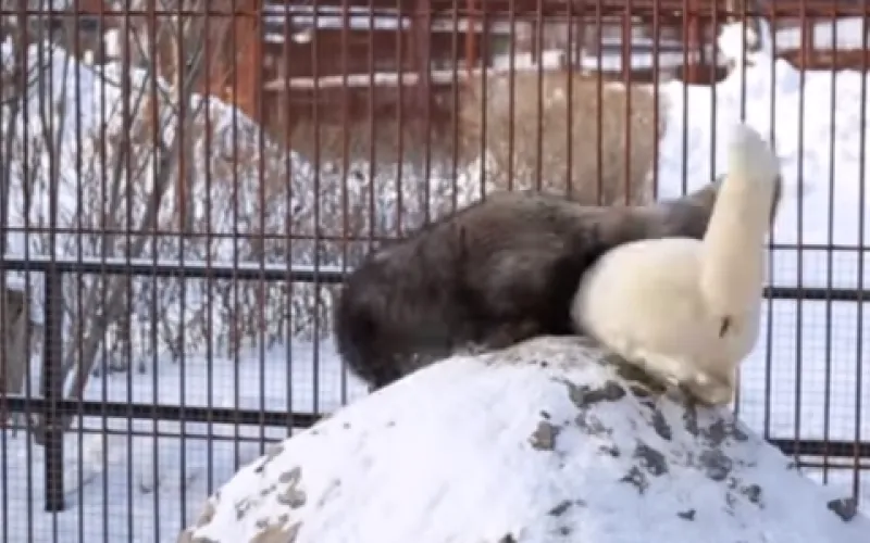 Видео: семейная драма барнаульских песцов 