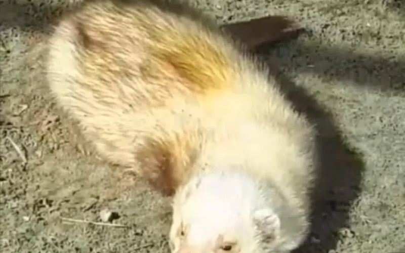 Барнаульский зоопарк поделился видео, на котором хорёк греется на солнце