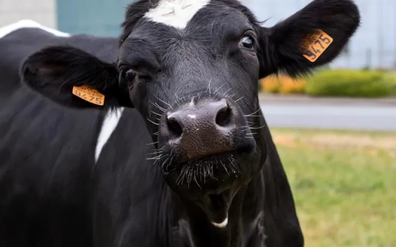 Восход «Меркурия» и при чём здесь ветеринария?