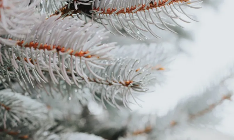 Мартианов день: традиции и приметы на 26 февраля