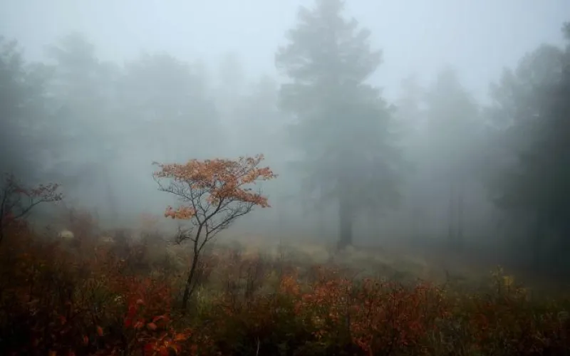 Без осадков и туман: о погоде в Алтайском крае 5 октября