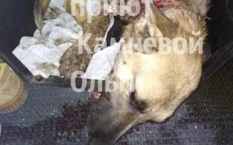 Дворовую собаку порезали живодеры в Новоалтайске
