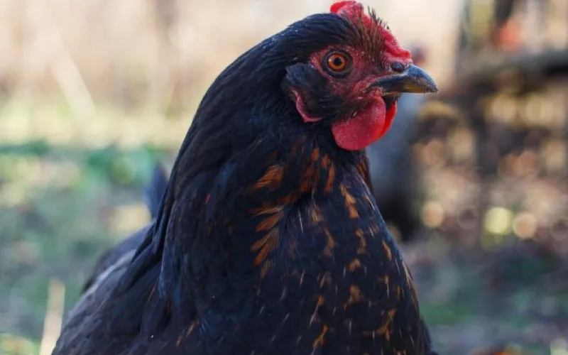 Объемы производства продукции животноводства выросли в Алтайском крае