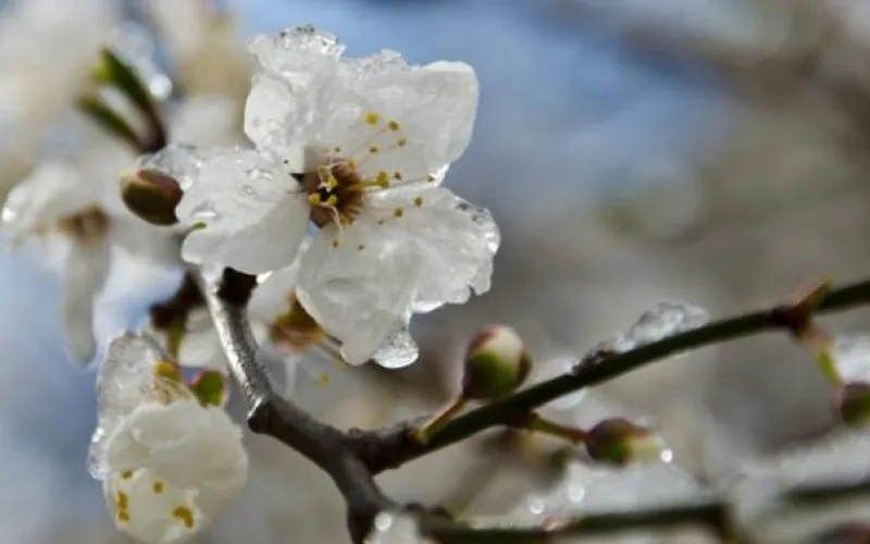 Стало известно, когда в Алтайский край придет весна