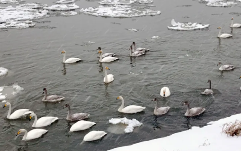 Рекордное количество лебедей зимует в Бийске