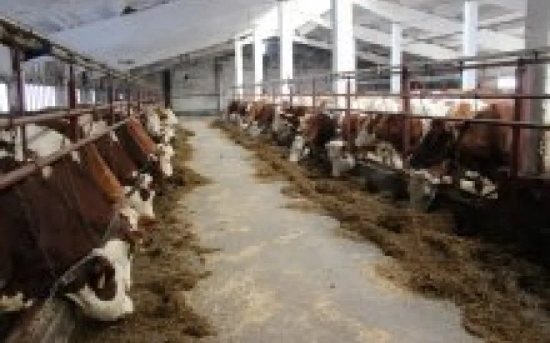 Продуктивность выше: в хозяйствах Алтайского края выросли удои