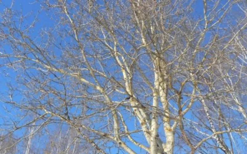 Стало известно, какой будет погода в марте в Алтайском крае