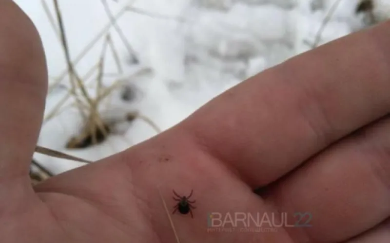 Очевидцы: клещи появились в Барнауле 