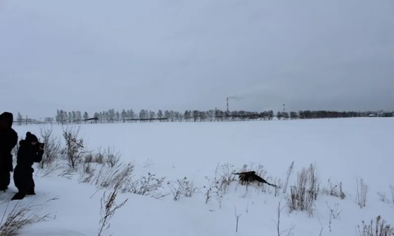 Краснокнижных соколов выпустили на свободу в Алтайском крае 