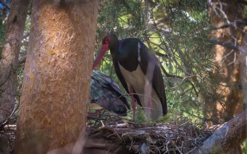 Гнездо чёрного аиста нашли в Алтайском крае 