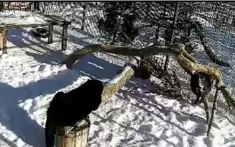 Веб-камеры К24: леопард Елисей греется на солнце