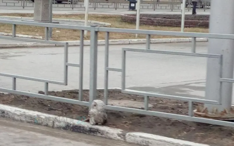 Сову заметили в центре Барнаула 